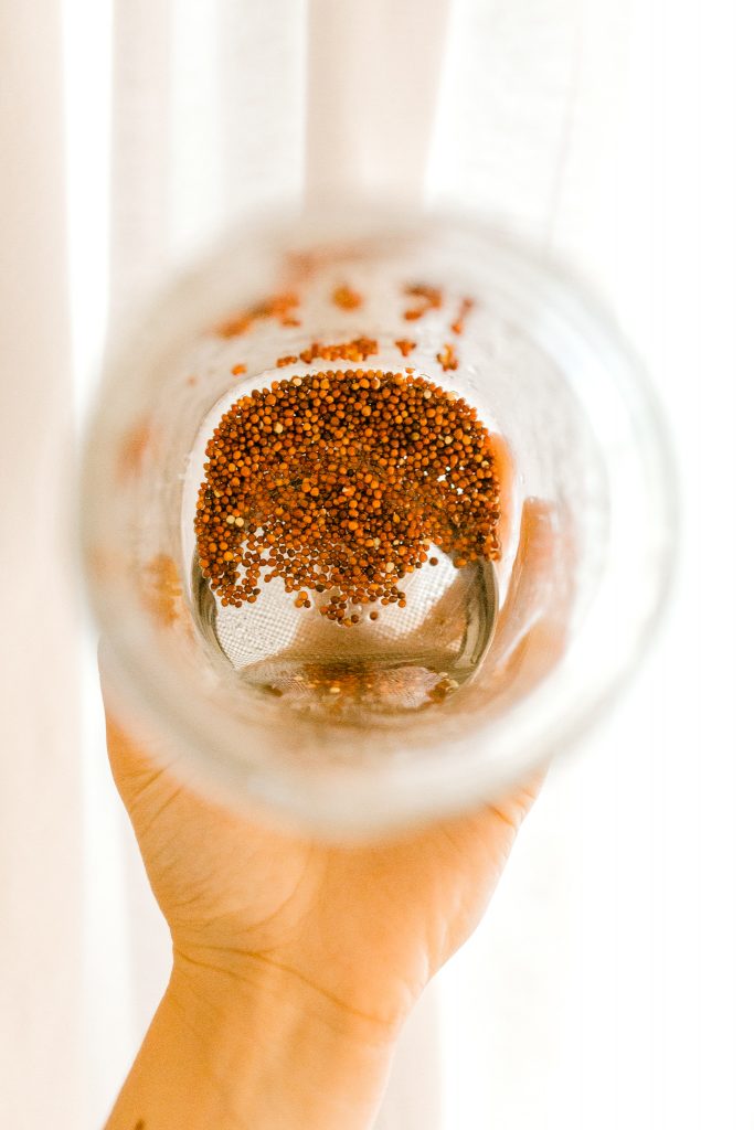 How to grow Broccoli Sprouts
