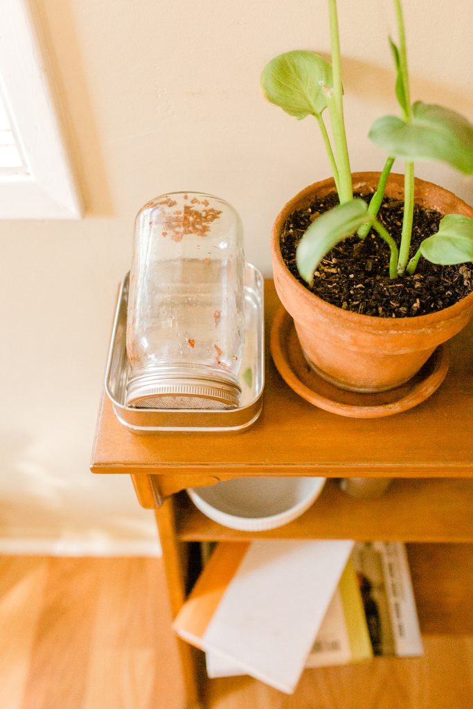 How to grow Broccoli Sprouts