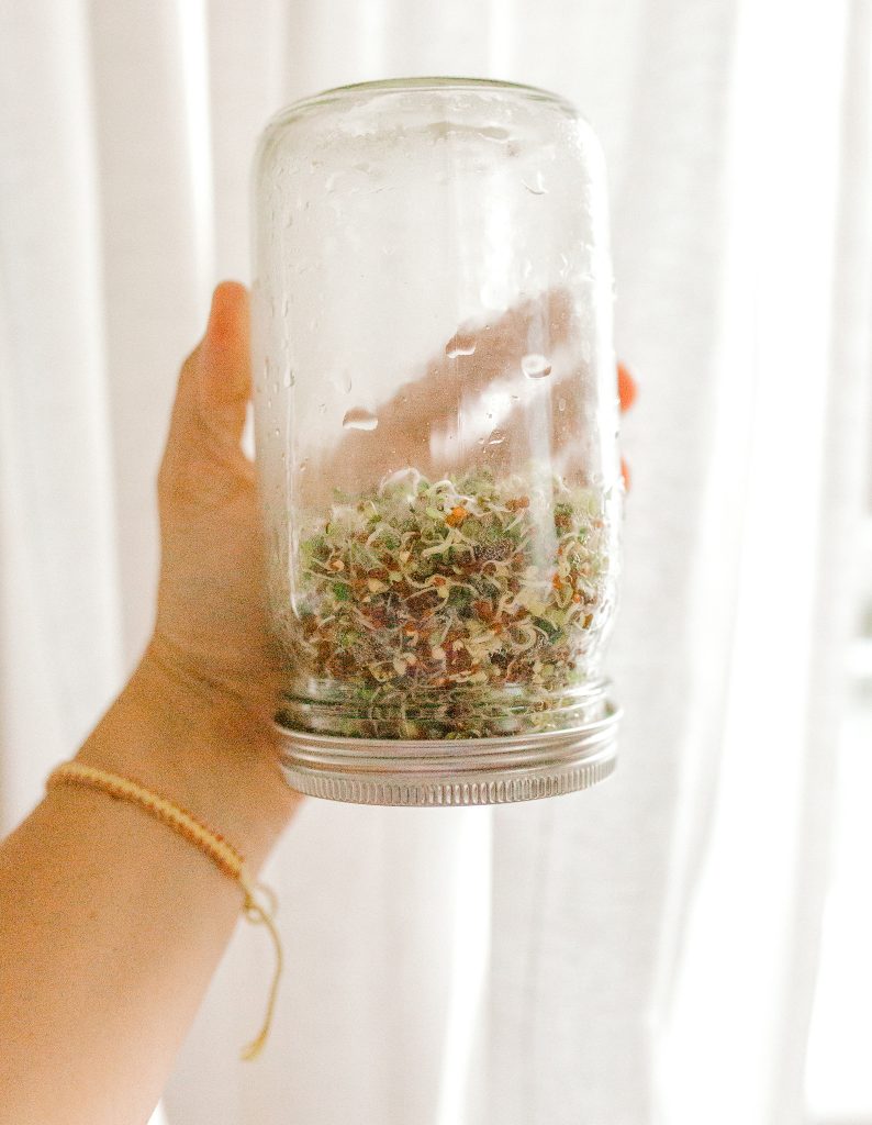 How to grow Broccoli Sprouts