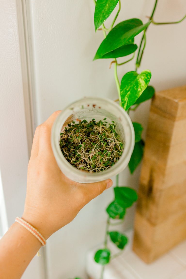 How to Grow Your Own Sprouts at Home Simple and Easy